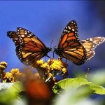 climate-change-affects-butterflies